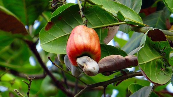 Cách Trồng Và Chăm Sóc Cây Điều Bình Phước