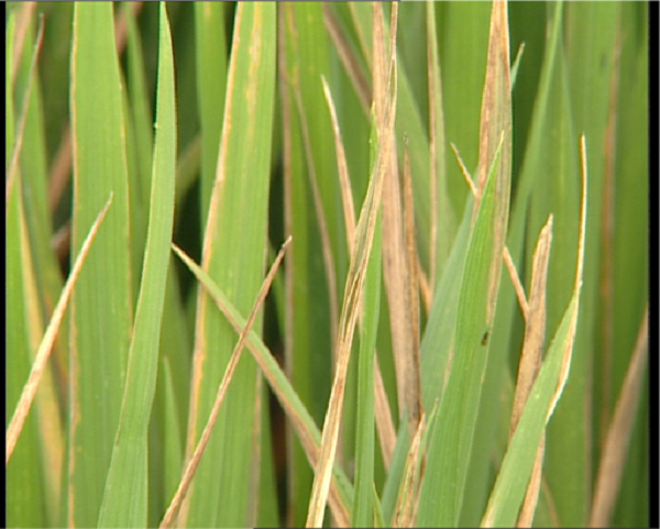 Làm Sao Để Khắc Phục Bệnh Cháy Bìa Lá Lúa?