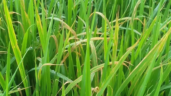 Trong trường hợp bệnh tiến triển nặng có thể sử dụng loại thuốc đặc trị bệnh cháy bìa lá lúa do vi khuẩn để phòng trừ