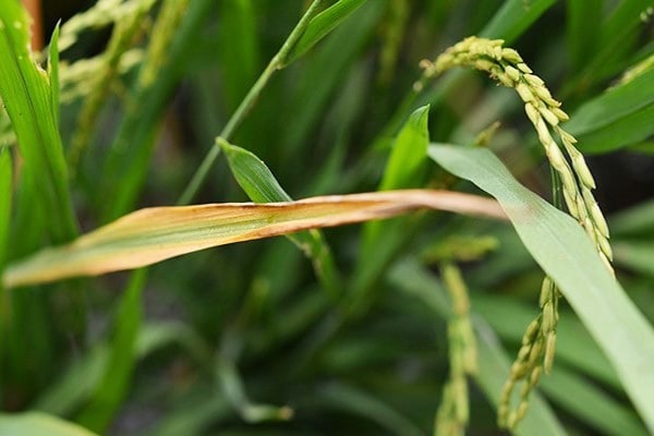 Bệnh cháy bì lá lúa có nhiều đặc điểm để nhận diện