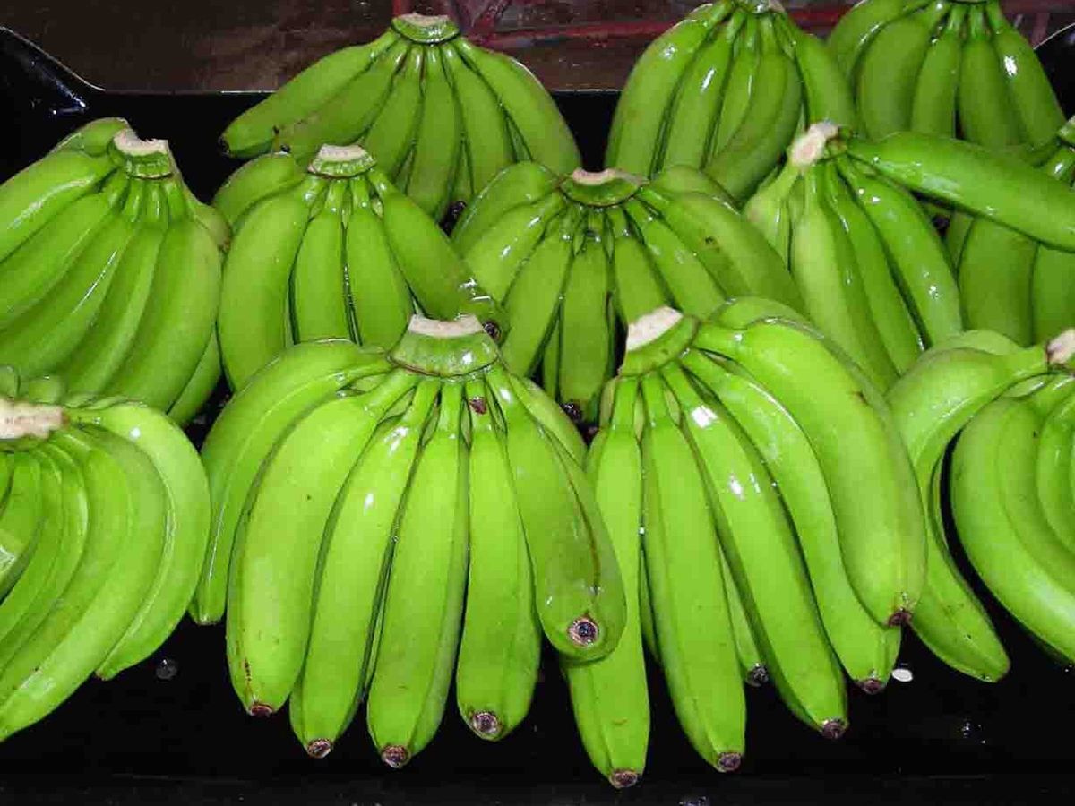 Các giống chuối lùn