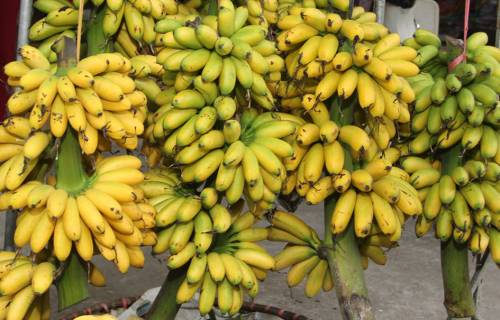 Chăm sóc chuối lùn