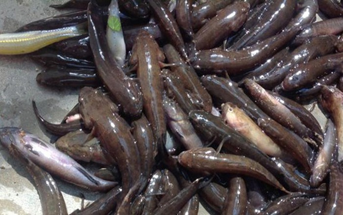 Tìm hiểu về bống dừa