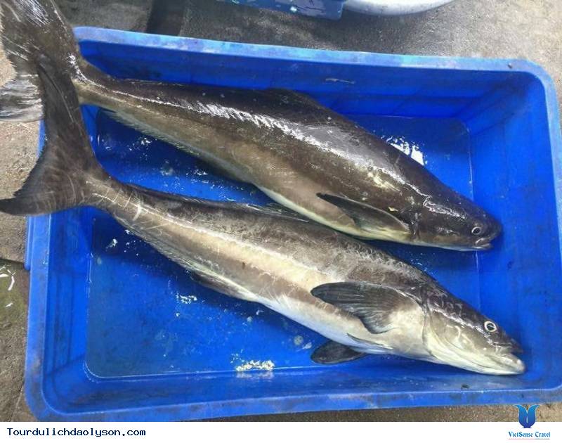 Cá bớp – danh sách các loài cá nước lợ