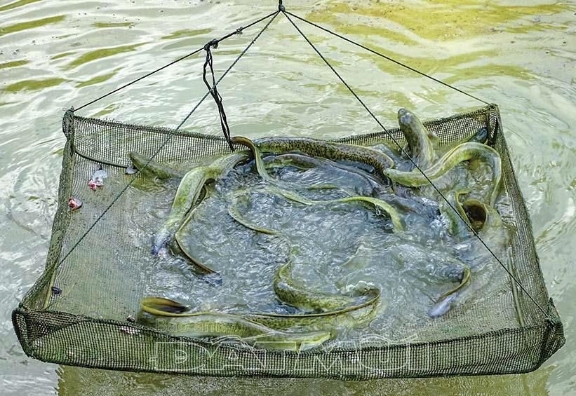 Hướng dẫn quy trình nuôi cá chình cơ bản