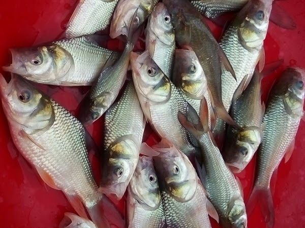 Chọn cá hô giống