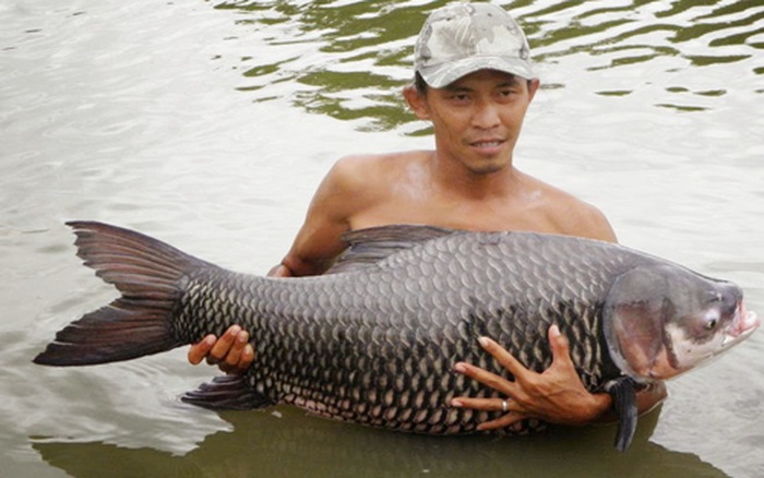 Thu bạc tỉ nhờ mô hình nuôi cá hô thương phẩm
