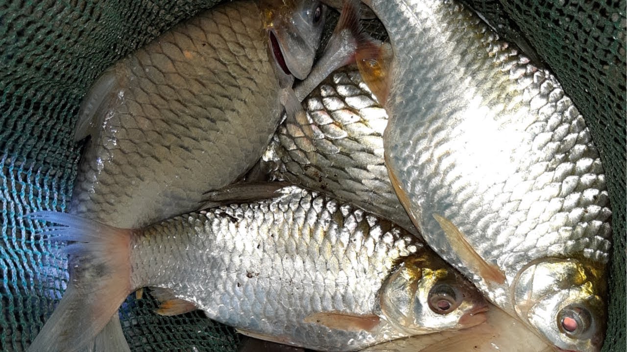 Hướng dẫn cách nuôi cá mè Vinh lớn “nhanh như thổi”