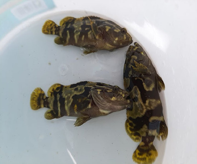 Cá mú – danh sách các loài cá nước lợ