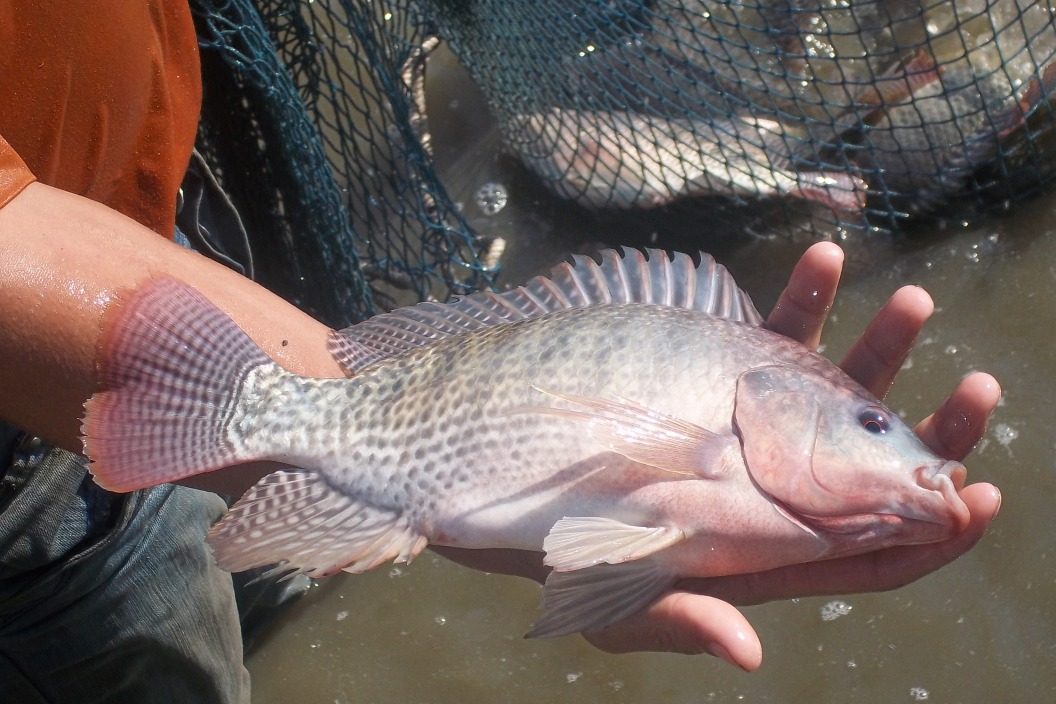 cá rô phi đơn tính