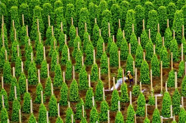 Các cách bón thúc cho cây