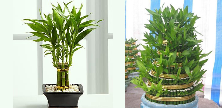Loại cây kiểng: cây phát tài, phát lộc