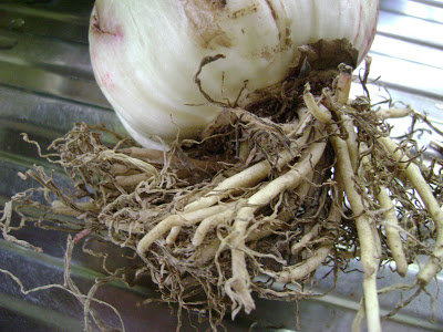 Củ giống hoa huệ