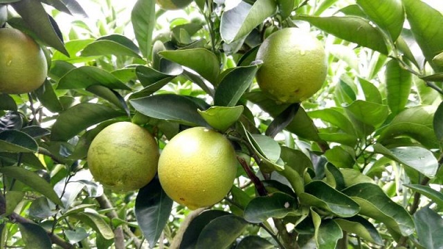 Không Thể Cưỡng Lại Sức Hấp Dẫn Của Đặc Sản Hoa Quả Cần Thơ