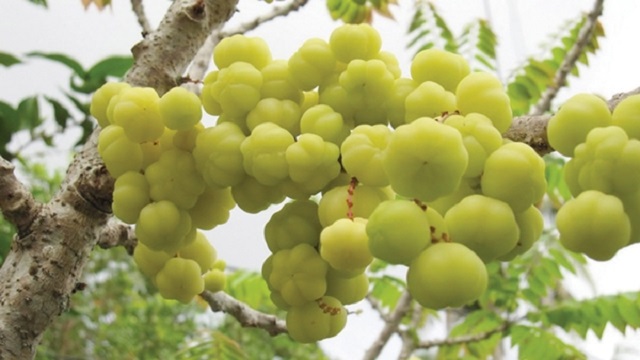 Tùy cách chế biến, loại quả này mang một mùi vị riêng