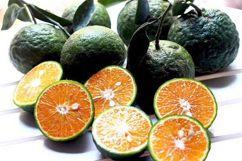 Cam sành miền Tây mọng nước, vị chua dịu và giàu giá trị dinh dưỡng