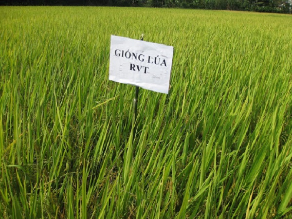 Đặc Tính Giống Lúa RVT Và Kỹ Thuật Gieo Trồng