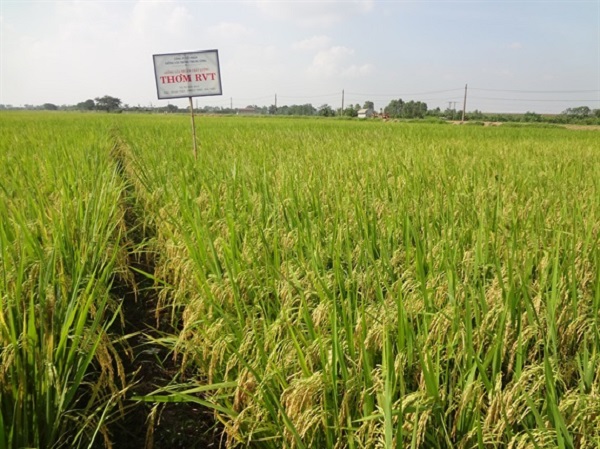 Giống lúa RVT có thời gian sinh trưởng từ 125 - 130 ngày
