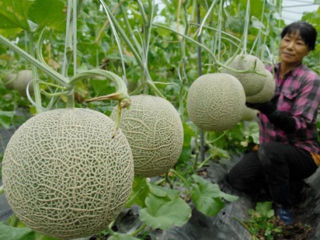 Dưa Lưới Taki Và Những Điều Bạn Chưa Biết