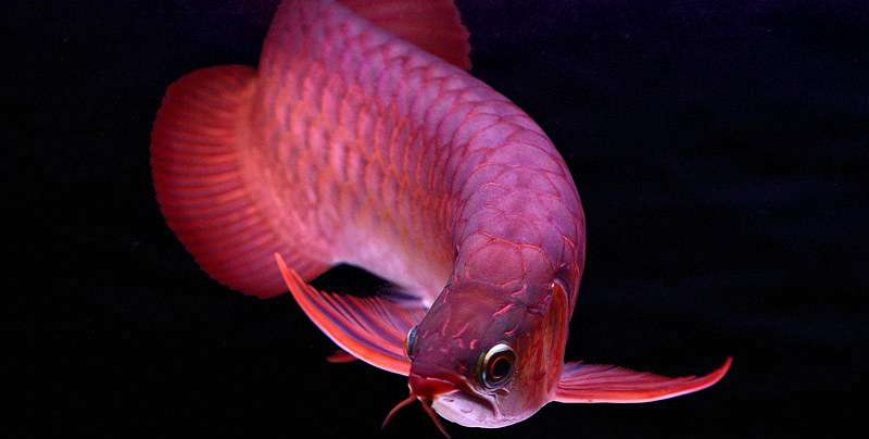 Cách nuôi cá rồng nhanh lớn