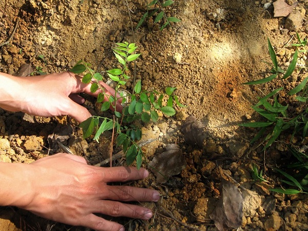 Hố trồng cây sưa đỏ có kích thước 50x50x50 là phù hợp nhất