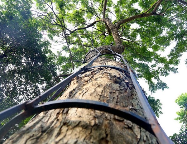 Kỹ Thuật Trồng Giống Cây Sưa Đỏ Mang Lại Năng Suất Cao