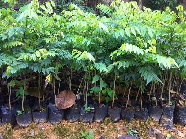 Cây sưa đỏ cần được mua giống tại những vườn ươm uy tín