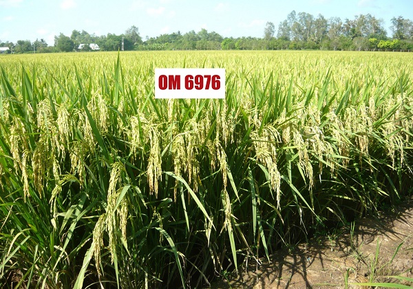 Giống lúa này có khả năng chịu mặn và thích nghi được với nhiều vùng sinh thái