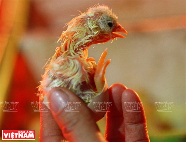 Gà Đông Tảo con mới nở