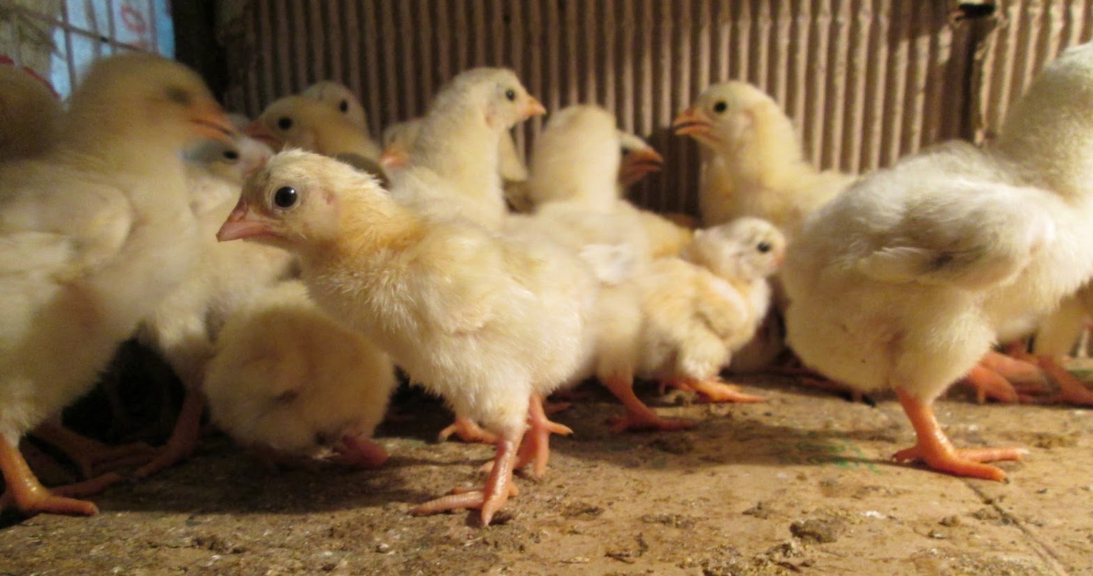 Kỹ thuật chăn nuôi gà Đông Tảo con mới nở