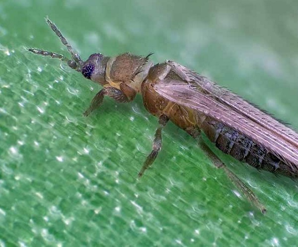 Khắc Phục Bệnh Hại Trên Cây Hành Lá Đơn Giản Nhất