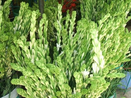 Chọn giống cây hoa huệ