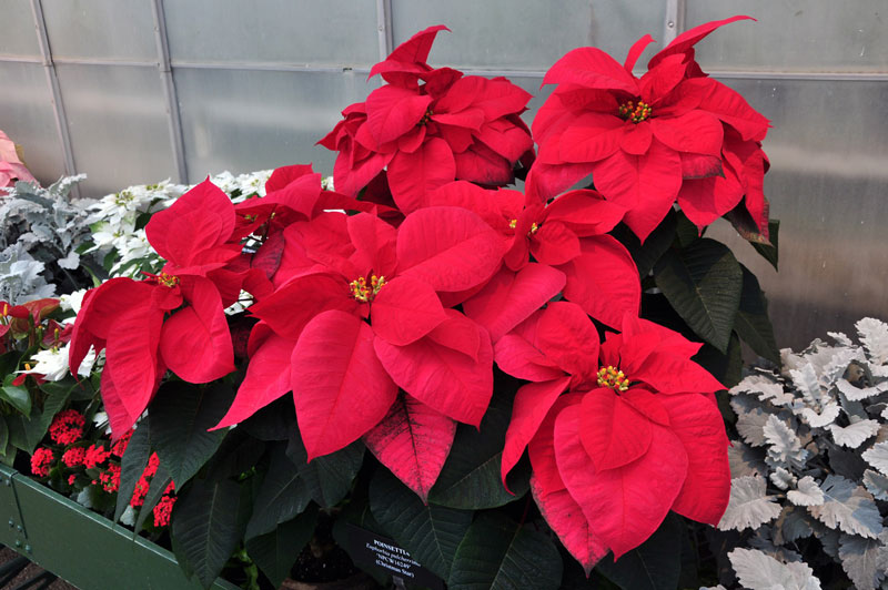 Loại cây kiểng: hoa trạng nguyên