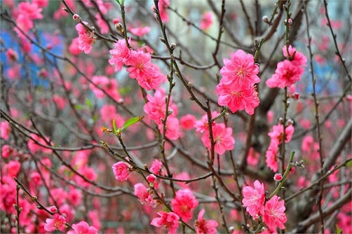 cây kiểng: Hoa đào