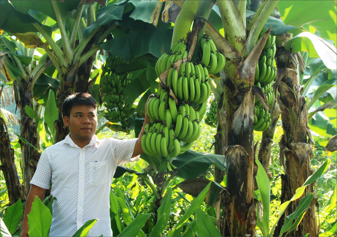 Hé lộ kỹ thuật trồng chuối lùn đạt năng suất cao