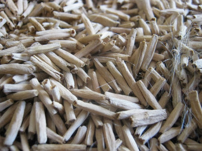 Hạt giống cây sứ Thái