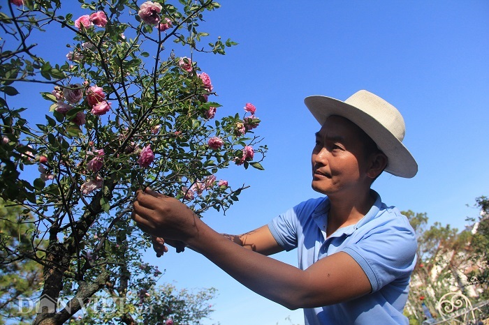 chăm sóc hoa hồng bonsai