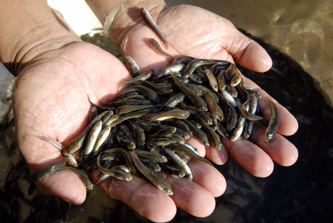 Cách nuôi cá lóc