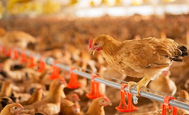 Hướng Dẫn Kỹ Thuật Chăn Nuôi Gia Cầm Đạt Hiệu Quả Kinh Tế Cao