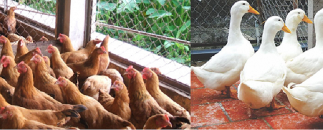 Với hình thức nuôi gia cầm tổng hợp thì cần thiết kế khu vực nuôi riêng từng loài