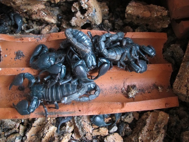 Bọ cạp thường ăn những loại côn trùng nhỏ, mỗi ngày chúng chỉ ăn 1 bữa