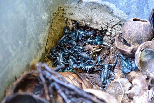 Kỹ Thuật Nuôi Bọ Cạp Thu Về Lợi Nhuận Lớn