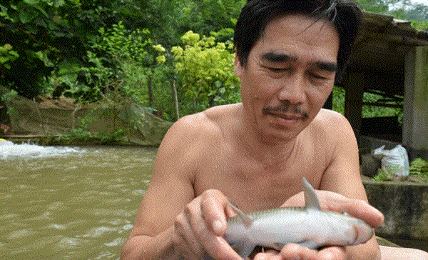 Cá Anh Vũ là loại cá có tốc độ sinh trưởng chậm