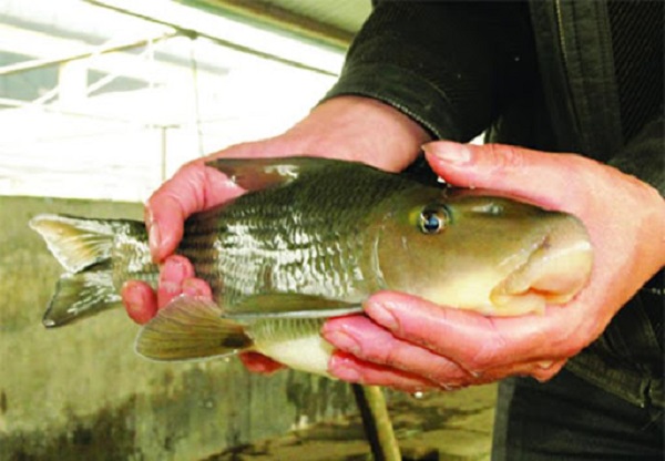 Chia Sẻ Kỹ Thuật Nuôi Cá Anh Vũ Lợi Nhuận Cao