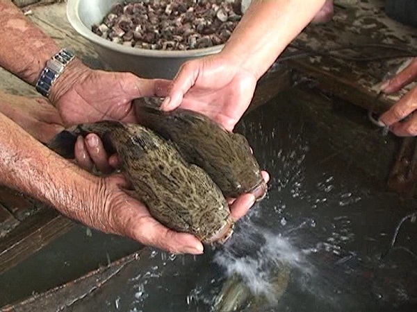 Chia Sẻ Kỹ Thuật Nuôi Cá Bống Tượng Đạt Tiêu Chuẩn