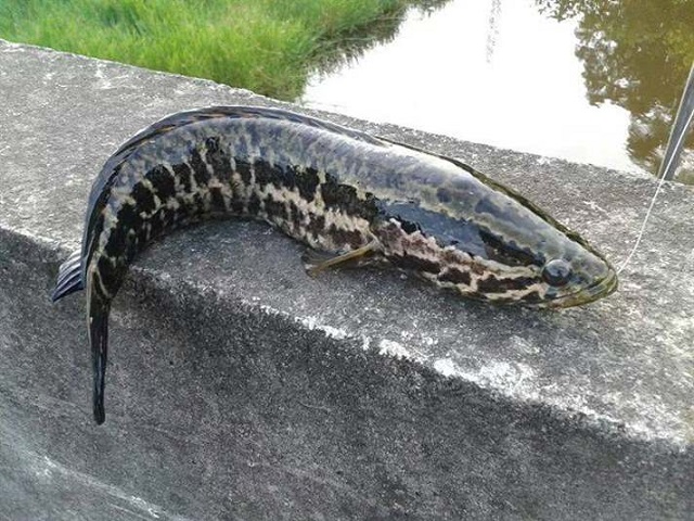 Cá chuối trước khi thu hoạch 2 ngày không nên cho ăn