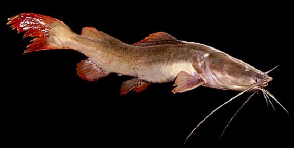 Kỹ Thuật Nuôi Cá Lăng Đuôi Đỏ Khỏe Mạnh - Năng Suất Cao