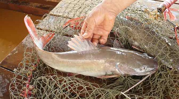 Cá lăng đuôi đỏ nuôi từ 12 - 16 tháng mới có thể thu hoạch