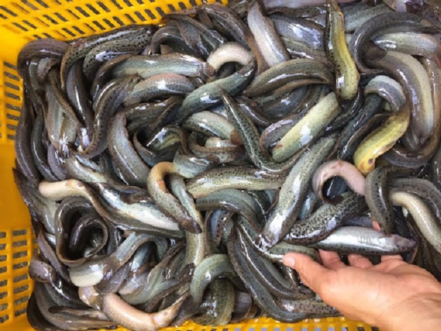 Chia Sẻ Kỹ Thuật Nuôi Chạch Ao Đất Sản Lượng Cao