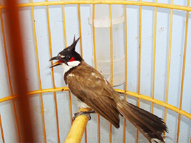 Kỹ Thuật Nuôi Chim Chào Mào Khỏe Mạnh - Hót Hay